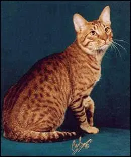 Quelle est cette race de chat ?