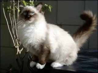 Quelle est cette race de chat ?