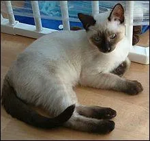 Quelle est cette race de chat ?