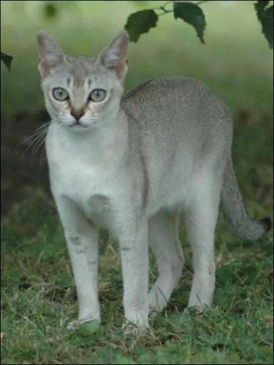 Quelle est cette race de chat ?