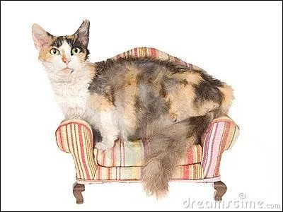Quelle est cette race de chat ?