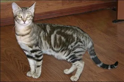 Quelle est cette race de chat ?