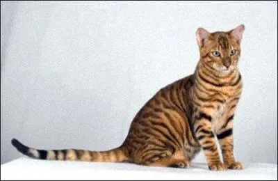 Quelle est cette race de chat ?