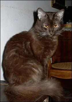 Quelle est cette race de chat ?