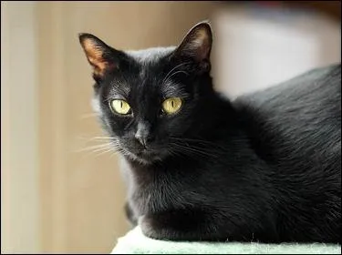Quelle est cette race de chat ?