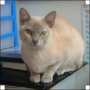 Quelle est cette race de chat ?