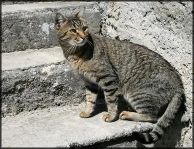 Quelle est cette race de chat ?