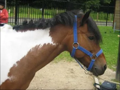 A quoi sert le licol ?