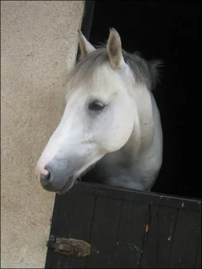 Quelle est la vraie discipline ?