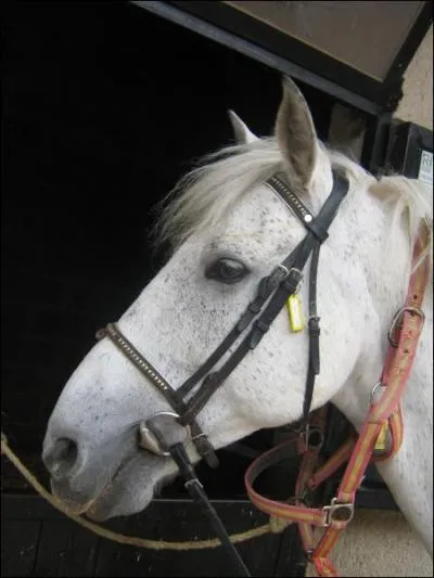 Comment appelle t-on le ' pelage' du cheval