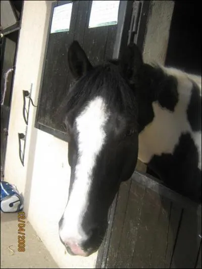 Comment s'appelle la robe qui est blanche et noire ?