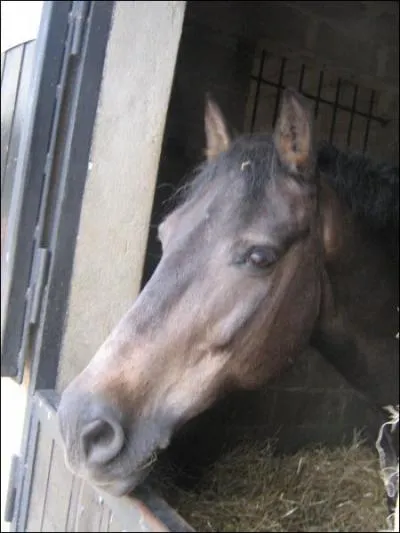 Combien d'allures Principal a t-il ?