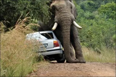 Un lphant d'Afrique de savane mle pse entre 5 et 6 tonnes, en 1974 en Angola, on a dcouvert un lphant de ...