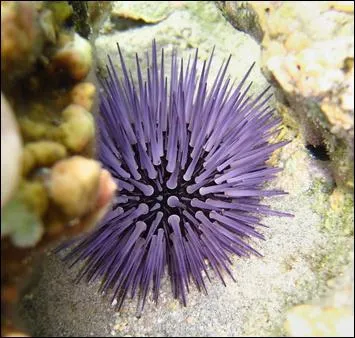 Quelle est la couleur de cet oursin ?