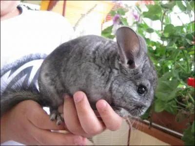 Quelle est la couleur de ce chinchilla ?
