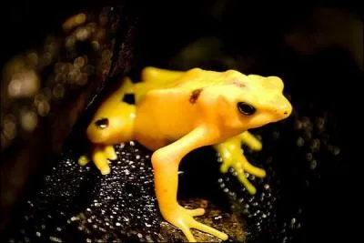 Quelle est la couleur de cette grenouille ?