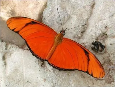 Quelle est la couleur de ce papillon ?