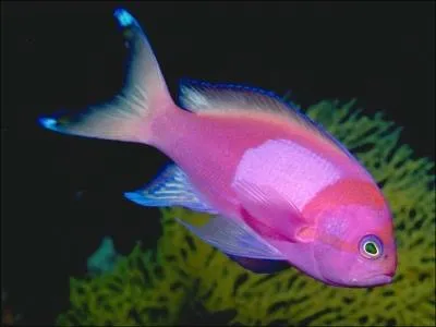 Quelle est la couleur de poisson ?