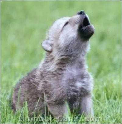 Quel est cet animal ?