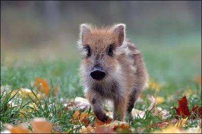 Quel est cet animal ?