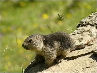 Quel est cet animal ?