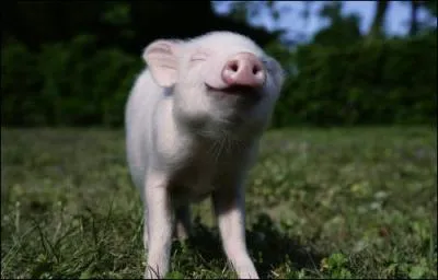 Quel est cet animal ?