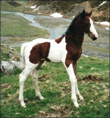 Quel est cet animal ?