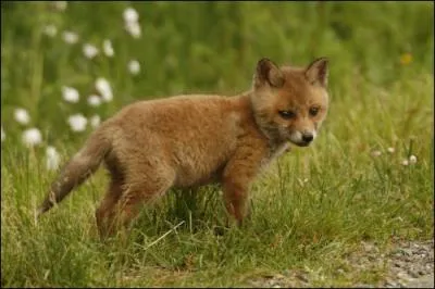 Quel est cet animal ?