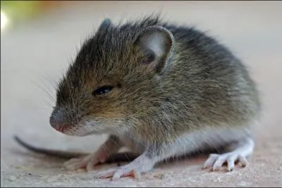 Quel est cet animal ?