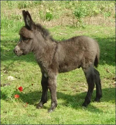 Quel est cet animal ?