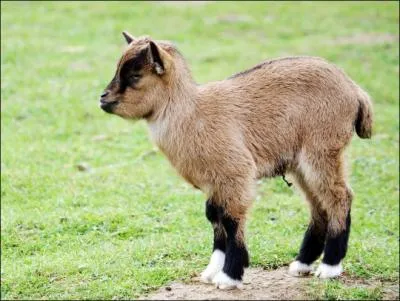 Quel est cet animal ?