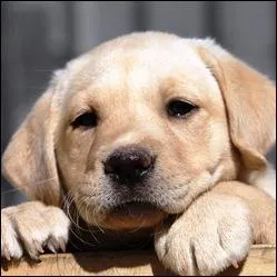 Quel est cet animal ?