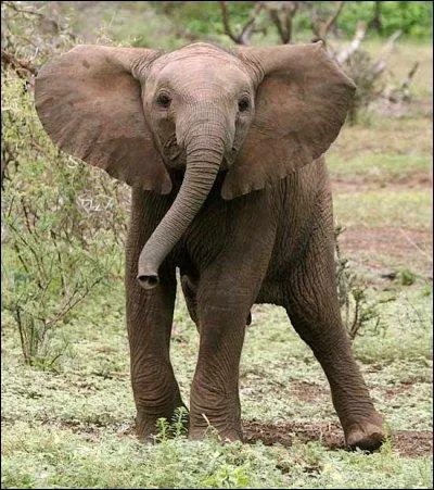 Quel est cet animal ?