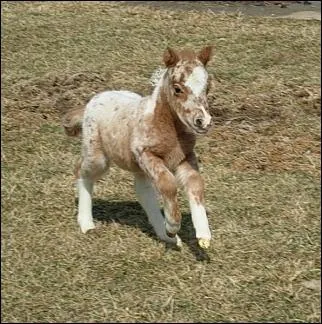Quelle est cette race ?