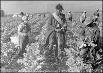 Quel surnom donne-t-on aux Mexicains qui vivent, parfois clandestinement, aux Etats-Unis ?