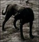 Mais qui tait Baltique, cette chienne labrador noire  qui Renaud a ddi une chanson ?