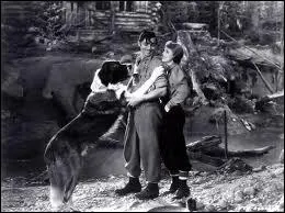 Dans l'appel de la Fort,  qui appartient Buck, ce hros crois Colley et Terre-neuve ?