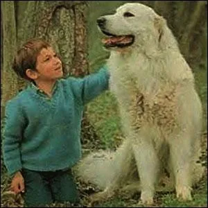 Cette chienne cherche son matre,  qui allez-vous la rendre ?