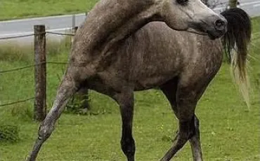 Quiz Poneys