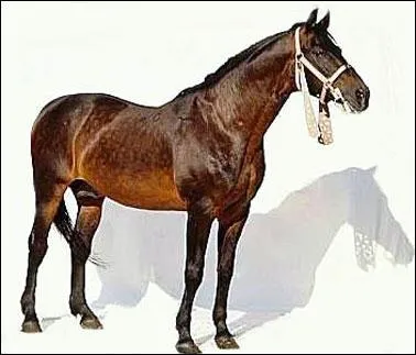 Quelle est cette race de cheval ?