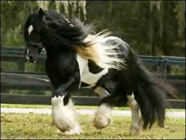 Quelle est cette race de cheval ?