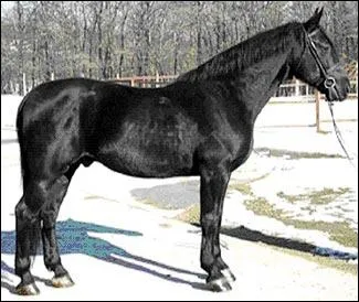 Quelle est cette race de cheval ?