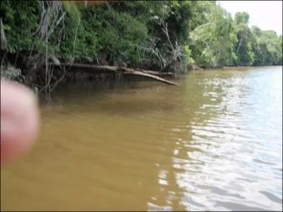 Quel mammifre peut-on avoir la chance d'apercevoir dans une rivire amazonienne ?