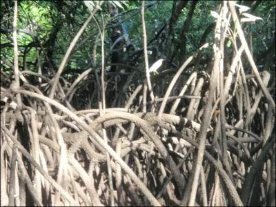 Quel animal peut-on trouver dans des racines de paltuvier ?