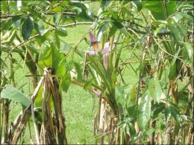 Quelle araigne peut-on voir sur un bananier, en Guyane ?
