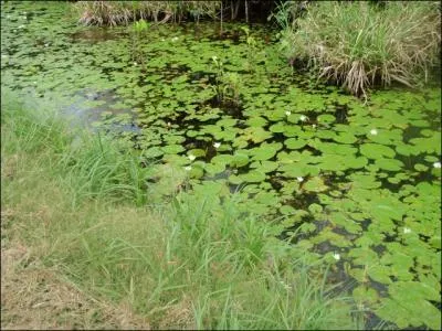 Un flotteur, un hameon esch d'un ver de terre, cette ligne pose entre deux feuilles de nnuphar, et vous sortez ...