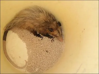 Descendre dans le seau pour manger, c'est facile, en ressortir, c'est beaucoup moins vident pour ... .