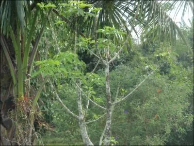 Quel singe peut-on observer en Guyane ?