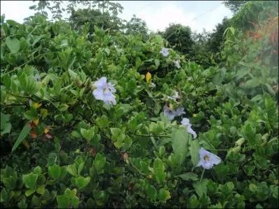 Un oiseau est susceptible de se poser sur ce massif de fleurs, il s'agit ...