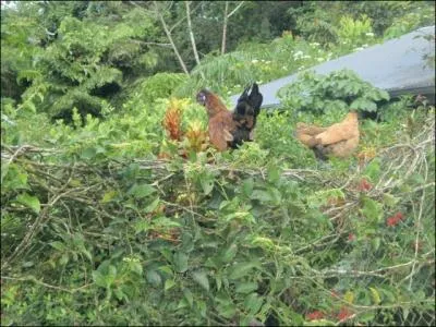 D'aprs vous, quels sont les oiseaux, juchs dans cet arbre ?